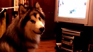 Giant Alaskan Malamute loves watching cartoons
