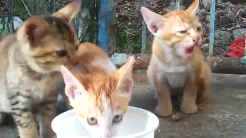 Trio of kittens enjoy a bowl of milk