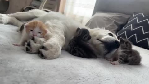 Tiny Kittens Love a Golden Retriever Puppy