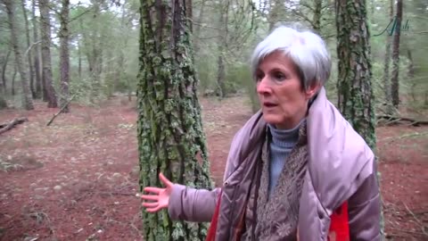 Pinos maderal, muriendo por causa de los chemtrails estelas quimicas España