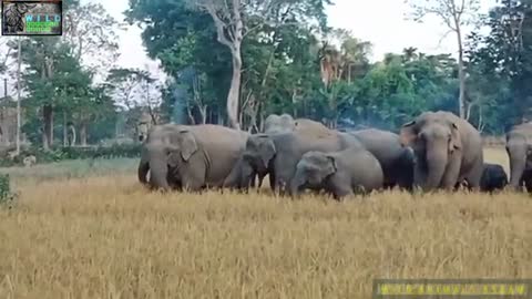 kaziranga wild elephants eating paddy || wild animals assam