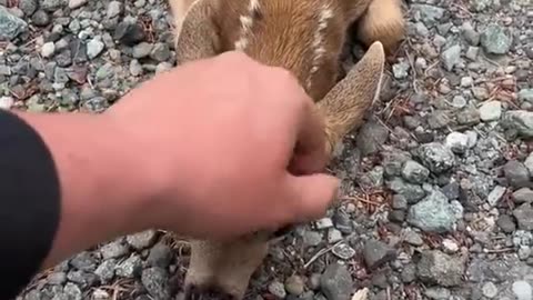 Friendly Fawn Comes By For Head Scratches || ViralHog
