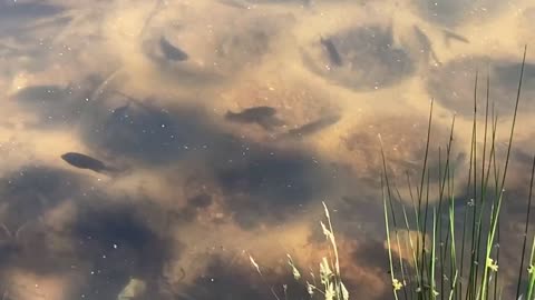 Fish spawning and laying eggs in moon shape cravases in a lake bed in North Carolina mountains