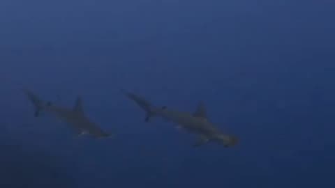 Baby hammerheads