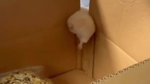 A little mouse stuck in a box