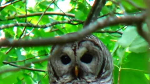 Barred Owl