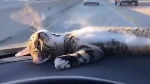 Cat relaxing on the car's dashboard