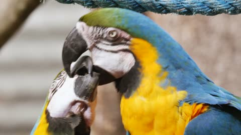 To parrots love each other ..