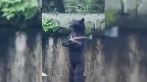 Have you ever seen a bear that can play nunchucks?