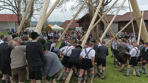 Traditionelles Maibaum-Aufstellen 2022 in Eglfing