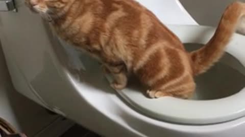 smart cat uses the toilet