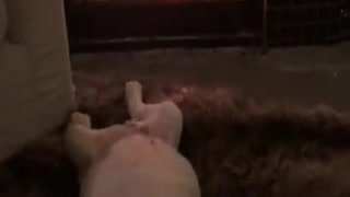 ¡Demasiada ternura! Cachorro de bulldog se relaja frente al hogar