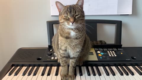 Cat trying new keyboard style