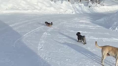 Playful doggies