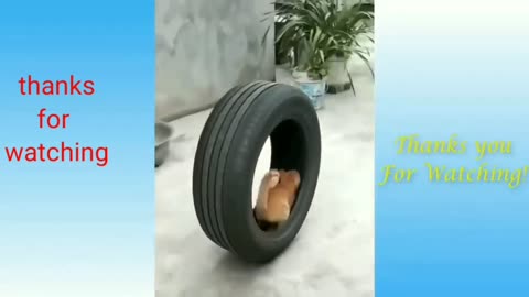 Funny animal videos 🤣🤣🤣🤣 funny Cat 😺 videos