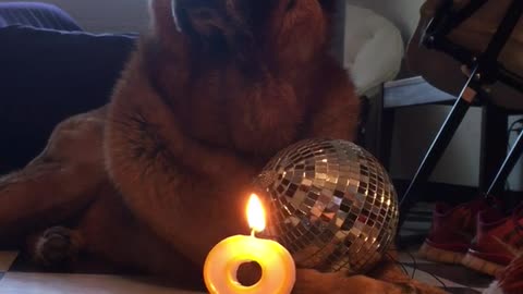 Doggies doesn’t know how she feels about turning 8