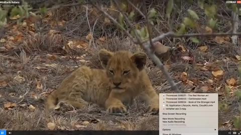 Wild Earth #SafariLive Lion Cubs