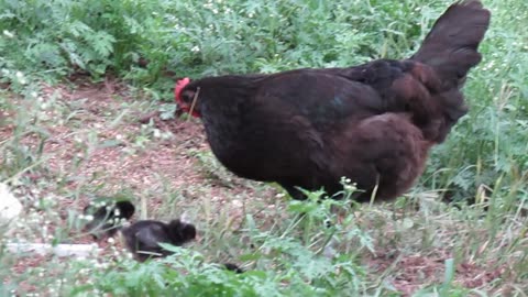 Baby chicks with their mother