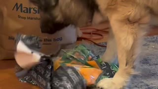 Dog Opens His Christmas Present