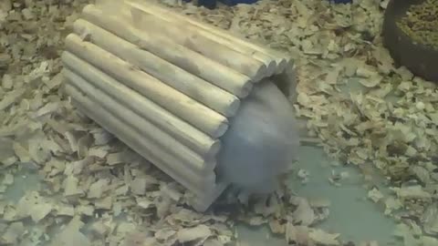 Peruvian guinea pig enters a hole and exits the other, almost gets stuck! [Nature & Animals]