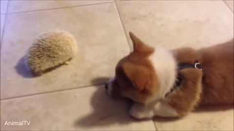 Cute and funny Corgis playing