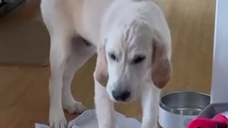 Proud Puppy Training Moment