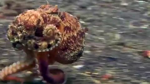 A very strange octopus that imitates the way a person walks