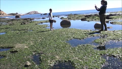 Algarrobo beach with algae and seaweed in Chile