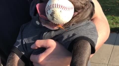 French Bulldog hilariously chills with baseball in mouth