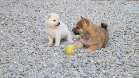 Three little dogs playing ball