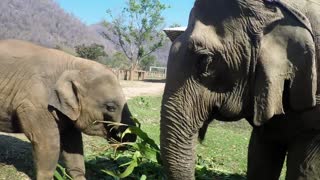 Elefante mamá y bebé pelean por la comida