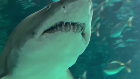 Shark Dive bullshit Tips Funny - Ripley’s Aquarium of Canada