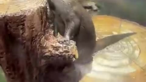 Feeding otters like a pro🤗