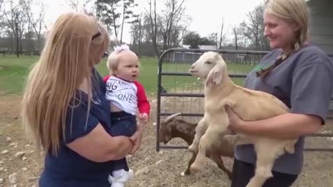 The baby's first acquaintance with the goat