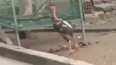 EPIC FIGHT monkey VS chicken