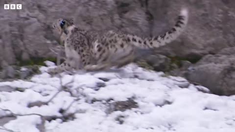 Incredible Snow Leopard Hunting Technique -Snow Leopard