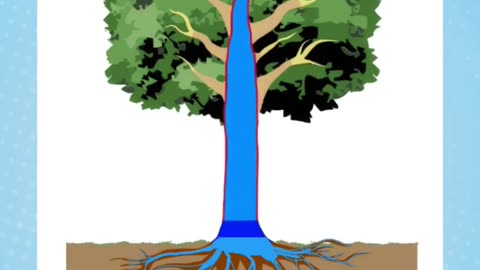 पेड़ से पानी कैसे निकल रहा है 😳🌳💦