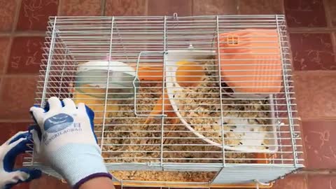 How to make a Hamster House | DIY Pet House | Rat House RAT with Garden,