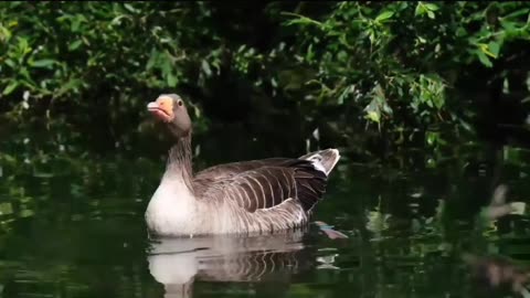 Funny Ducks| Cute Ducks And Ducklings | Batakhen | Ducks Enjoying Swimming