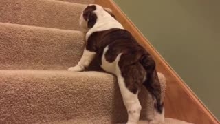 Cachorro sube las escaleras por primera vez, las conquista