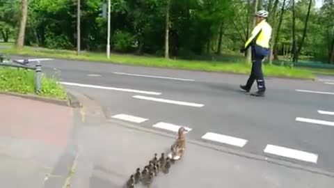 Saving a duck family crossing a busy street in Cologne