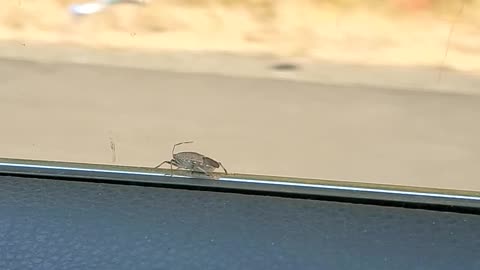 Bug hangs on at 60 mph.