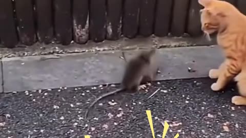 Tom and jerry in real life