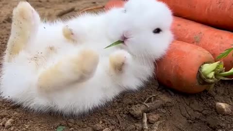 Carrot Carnival: Cute Baby Bunnies Feast in the Carrot Wonderland!