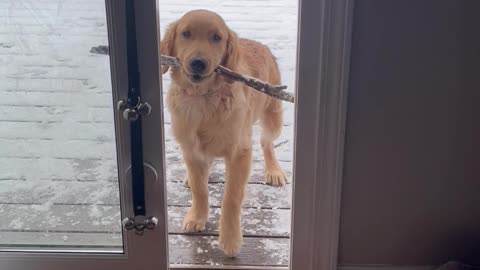Golden Retriever Puppy Struggles to Get Inside with New Stick