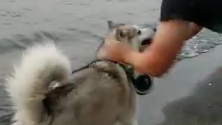 Husky in the river