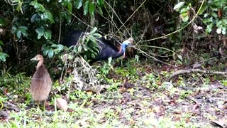 World's oldest rainforest given to Indigenous group