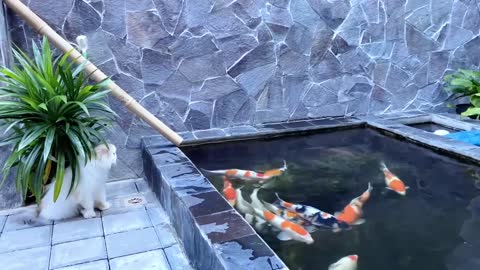 cute cat is looking at the beautiful view of koi fish in the pond