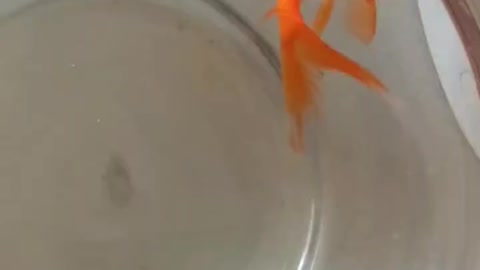 Have you ever seen a baby goldfish poop?