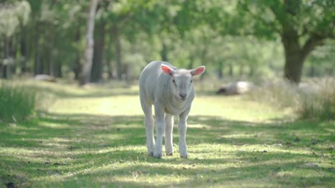 Adorable Lamb Stands Proud in the Field - A Heartwarming Sight - 4K video